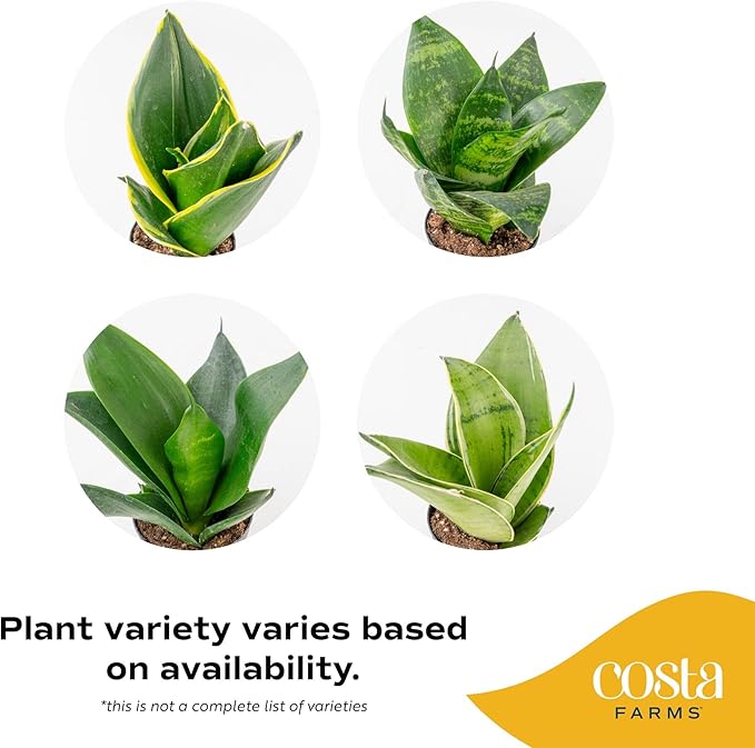 Costa Farms Snake Plant, Live Plants in Plastic Pots, Easy to Maintain, Air Purifying Indoor Succulent Houseplants, Assorted Variety, Home, Room, or Office Decor, Pack of 3, 8-12 Inches Tall