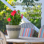 Dipladenia Bush - Flowering Plant - Coral Flowers - Overall Height 22" to 26" - Tropical Plants of Florida (Plant Only)