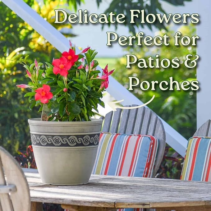Dipladenia Bush - Flowering Plant - Coral Flowers - Overall Height 22" to 26" - Tropical Plants of Florida (Plant Only)