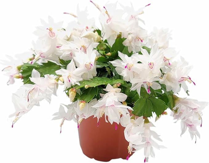 Thanksgiving Cactus, Live Indoor Plant, Flowering Houseplant, Christmas Cactus, Pink White Seasonal Blooms, 6-Inch Pot, Pet Safe Holiday Decor, Free Heat Pack
