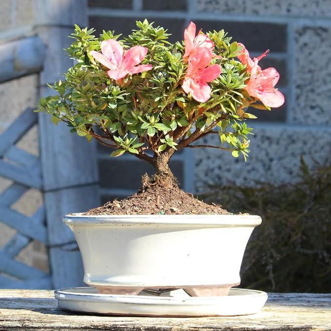 Satsuki Azalea 'Kazan' with White 6" Ceramic Tray