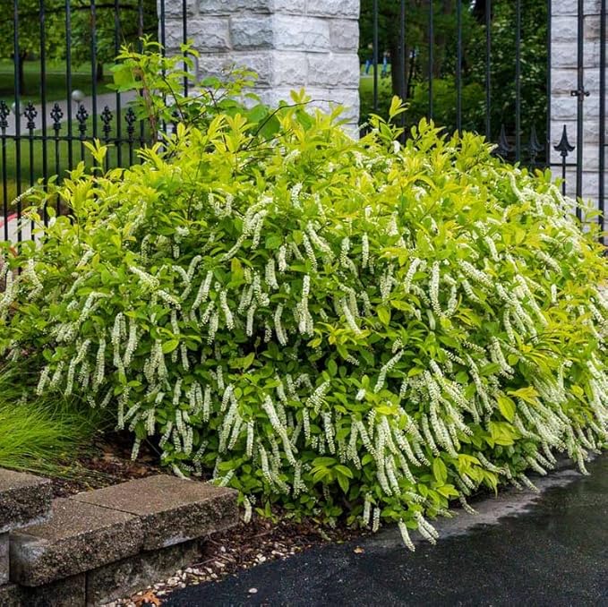 Virginia Sweetspire Shrub - 12-18" Tall Live Plant - Quart Pot - Henry's Garnet Bush Seedling - Itea Virginica 'Henrys Garnet'