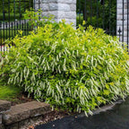 Virginia Sweetspire Shrub - 12-18" Tall Live Plant - Quart Pot - Henry's Garnet Bush Seedling - Itea Virginica 'Henrys Garnet'