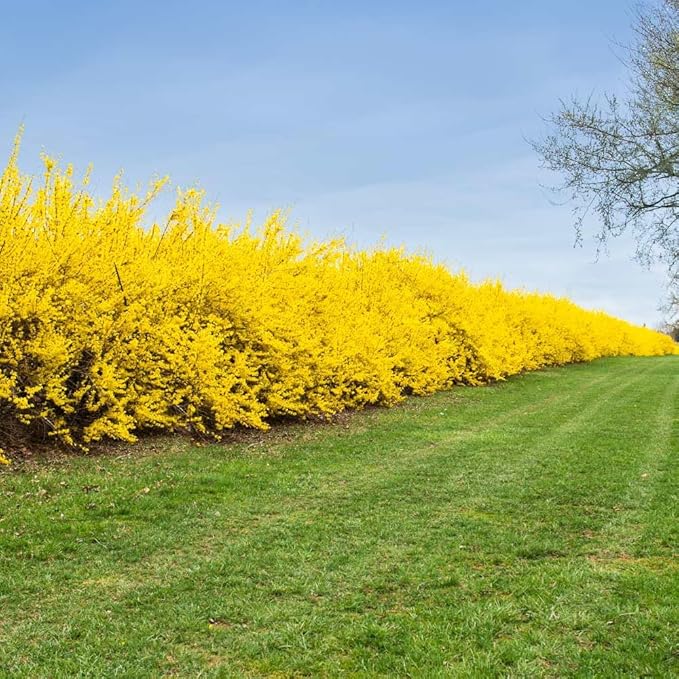 Brighter Blooms - Lynwood Gold Forsythia Shrub, 2 Gal. - No Shipping to AZ