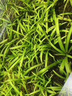 15x Dwarf Sagittaria Subulata Dwarf Sag Live Aquarium Plants Aquatic Carpet Plant Buy 2 GET 1FREE