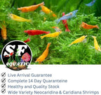 SF Aquatic™ 10 Mix Neocaridina High Grade Neocaridina Live Freshwater Aquarium Shrimps. Fully Mature Breeding Age. Live Arrival Guarantee.