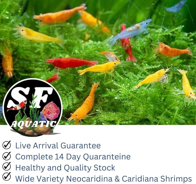 SF Aquatic™ 10 Mix Neocaridina High Grade Neocaridina Live Freshwater Aquarium Shrimps. Fully Mature Breeding Age. Live Arrival Guarantee.