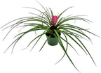 Live Air Plants – Flowering Tillandsia Cyanea, Giant 15-18" in a 4" Growers Pot - 1ct - Live Arrival Guaranteed - House Plants for Home Decor & Gift
