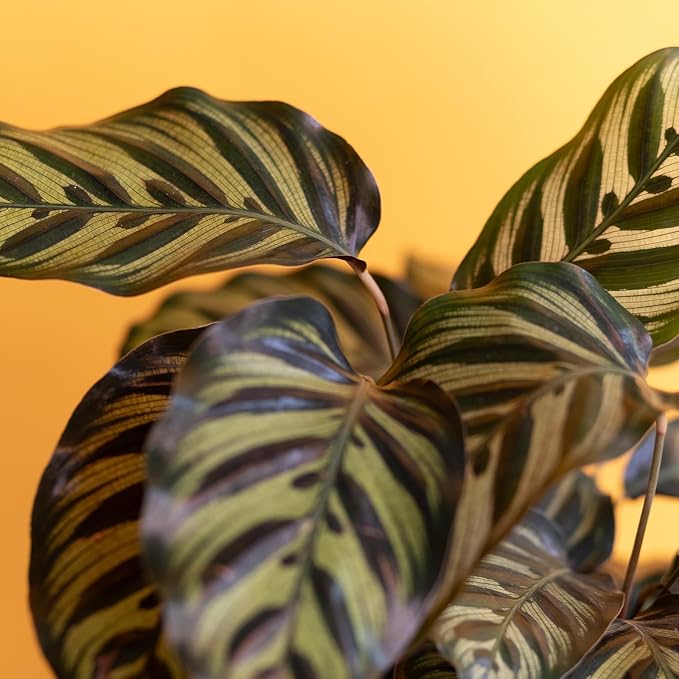 Plants for Pets Calathea Makoyana, Pet Friendly Prayer Decor in 6" White Pot, Live Houseplant Gift, Cat Safe, Decorative Desk House Plants by Plants for Pets