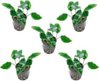 SubstrateSource Anubias Live Aquarium Plants - Potted Freshwater Plant for Fish Tanks, Terrariums - Beginner Friendly Low Light (Nana, 5 Pots)