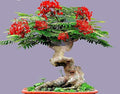 Bonsai Flamboyant Flame Tree Seeds to Grow | 20 Seeds | Delonix regia, Prized Flowering Tropical Bonsai Tree Seeds