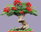 Bonsai Flamboyant Flame Tree Seeds to Grow | 20 Seeds | Delonix regia, Prized Flowering Tropical Bonsai Tree Seeds
