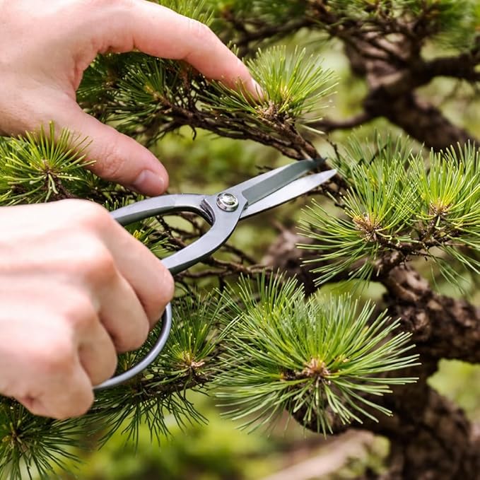 KAKURI Ashinaga Bonsai Scissors Made in Japan 8.5", Japanese Stainless Steel Blade, Long Handle Bonsai Shears for Precision Pruning and Trimming