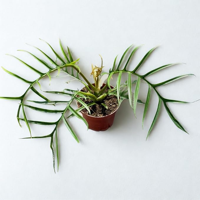 Philodendron Tortum Live Tropical Plant – Rare Green Split Leaf Philodendron – Exotic Indoor Houseplant for Collectors – Best Gift for Home and Garden Decor (Heat Pack Included)