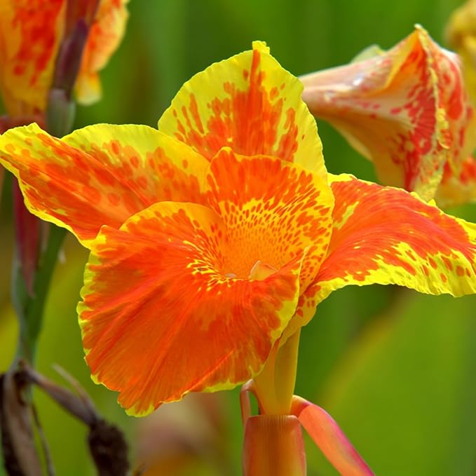 Canna Lily Seeds for Planting, 10pcs Perennial Canna Flower Seeds Non-GMO Heirloom Rare Cut Flower Plants, Open Pollinated Beauty Home Garden for Outdoors