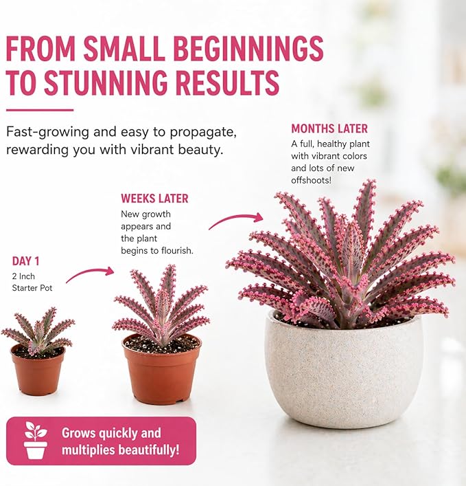 4 Pack Pink Mother of Millions Live Plant 2 Inch Pot Kalanchoe Delagoensis Starter Succulent Easy Care Indoor Outdoor Houseplant Fast Growing Self Propagating Unique Gift Rare Succulent Plant
