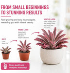 Pink Mother of Millions Live Plant 2 Inch Pot - Kalanchoe Delagoensis Starter - Succulent Easy Care Indoor Houseplant Self Propagating - Rare Pink Succulent - Fast Growing Unique Gift Plant