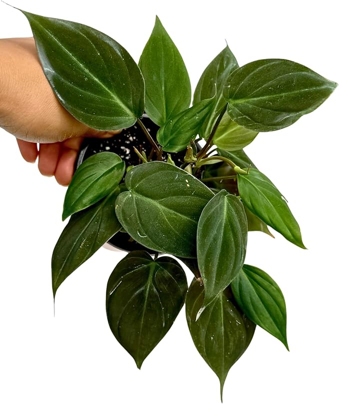 PLANTVERS Philodendron Micans in a 3" Grow Pot | Velvet Leaf Trailing Vine | Tropical Indoor Plant | Easy-Care Houseplant