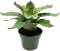 ragnaroc Live Plants – Bromeliad Vrisea Gigantea Nova, 4-8" in 4" Pot - 1ct - Live Arrival Guaranteed - House Plants for Home Decor & Gift