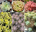 100pcs Mixed Colorful Succulents Seeds Succulent Plants Rare Living Stones Plants Cactus Home Plant
