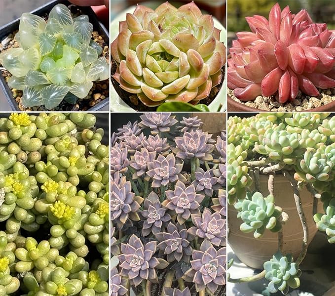 100pcs Mixed Colorful Succulents Seeds Succulent Plants Rare Living Stones Plants Cactus Home Plant