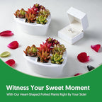 Sprout N Green 6 Live Succulents in Heart Shaped Planter, Assorted Lovely Plants for Mother's Day Valentine's Day Anniversary Housewarming, Romantic Birthday Gift for Your Lover Girlfriend Wife