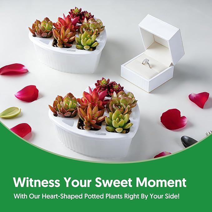 Sprout N Green 6 Live Succulents in Heart Shaped Planter, Assorted Lovely Plants for Mother's Day Valentine's Day Anniversary Housewarming, Romantic Birthday Gift for Your Lover Girlfriend Wife