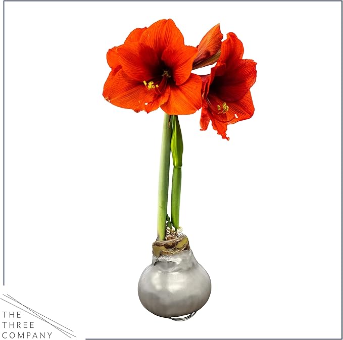 Waxed Amaryllis Bulb – Silver Wax with Red Blooms – Live Holiday Gift Plant, Easy Care, No Watering Needed