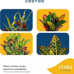 Costa Farms Croton Live Plants (4-Pack), Indoor and Outdoor Angel Croton Houseplants Potted in Nursery Pots, Grower’s Choice, Easy Care Tropical Plant for Home, Office, and Tabletop Decor