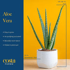 Altman Plants, Live Snake Plant, Sansevieria trifasciata Superba & Costa Farms Aloe Vera, Live Succulent Plant, Easy Care Indoor Houseplant in Modern Décor Planter
