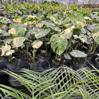 Philodendron Plant Live, Rare Tropical Variegated Live Indoor Houseplant for Home Office, 5-8" Tall, No Pot (Variegated Philodendron Monstera Constellation)