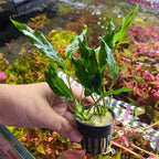 SubstrateSource Anubias Live Aquarium Plants - Potted Freshwater Plant for Fish Tanks, Terrariums - Beginner Friendly Low Light (Minima, 1 Pot)