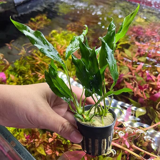 SubstrateSource Anubias Live Aquarium Plants - Potted Freshwater Plant for Fish Tanks, Terrariums - Beginner Friendly Low Light (Minima, 1 Pot)