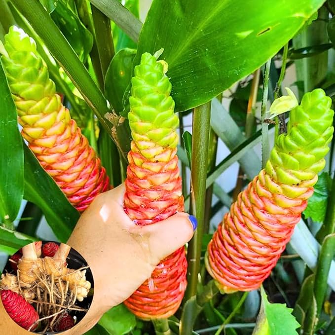 6 Awapuhi Shampoo Ginger Roots, Fresh Ginger Rhizomes to Grow, Zingiber Zerumbet Pinecone Ginger Lily Flowers