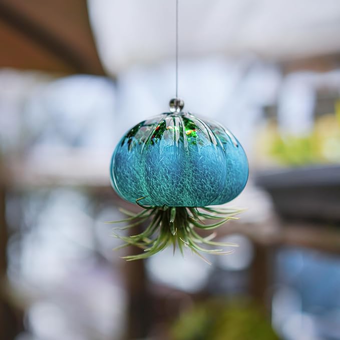 H&D HYALINE & DORA Handmade Blown Glass Hanging Jellyfish Air Planter for Live Succulent Air Plants (No Plants)