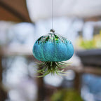 H&D HYALINE & DORA Handmade Blown Glass Hanging Jellyfish Air Planter for Live Succulent Air Plants (No Plants)