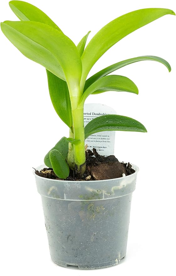 2 Live Orchid Plants | Dendrobium Orchids | Real Houseplants in Potting Soil Mix with Orchid Pots | Flowering Plants | Decorative Flowers Orchid Mix | by Plants for Pets, Green