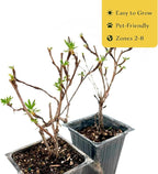 4 Goldfinger Potentilla – Compact Flowering Shrub with Golden Blooms for Borders, Accents & Containers (Potentilla fruticosa ‘Goldfinger’) in 3.5” Cubes, Live Plants