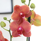 Wild Interiors Green Circle Growers 5IN Premium Salmon Orchid in Soleil Yellow Ceramic Pot | Live Indoor Orchid Plant with Decorative Planter | Modern Home Décor Gift Plant