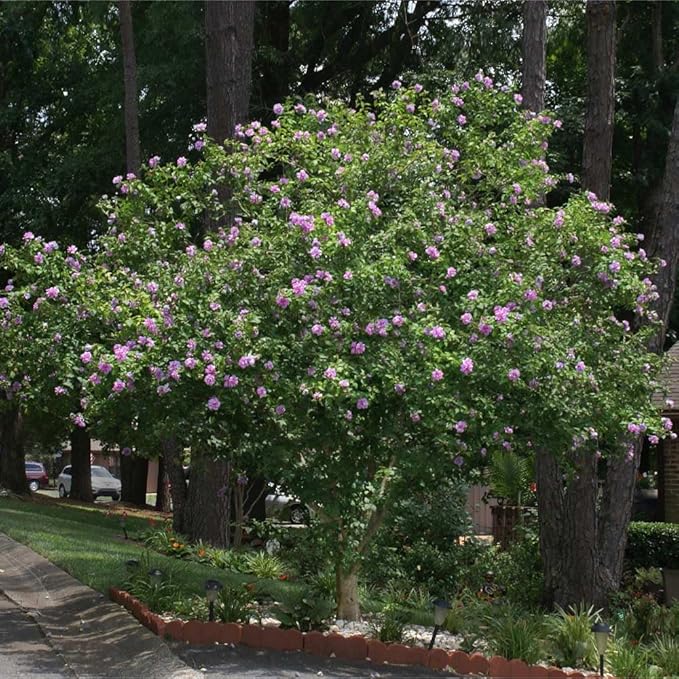 Brighter Blooms - Lavender Rose of Sharon Althea Tree, 4-5 ft. - No Shipping to AK, AZ, HI, OR