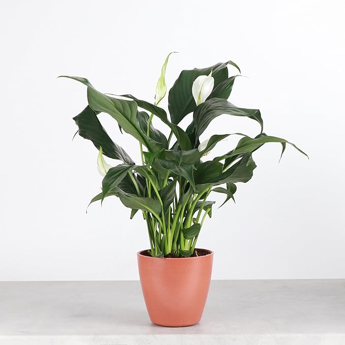 Thorsen's Greenhouse Live Peace Lily Plant, Spathyphylum, Low Light, Natural Air Purifier Live Indoor Plant, 4" Diameter Pot (Terra Cotta, 4-inch Pot)