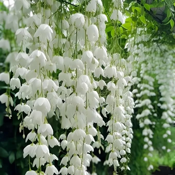 Climbing Jasmine Seeds for Planting 100pcs Fragrant Flowering Vine Fast-Growing for Fences, Trellises & Garden Landscaping