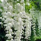 Climbing Jasmine Seeds for Planting 100pcs Fragrant Flowering Vine Fast-Growing for Fences, Trellises & Garden Landscaping