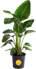 Costa Farms White Bird of Paradise Live Plant in Plastic Pot, Large Indoor Houseplant, Perfect for Home, Room, or Office Decor, Great House Warming or Birthday Gift, 2-3 Feet Tall