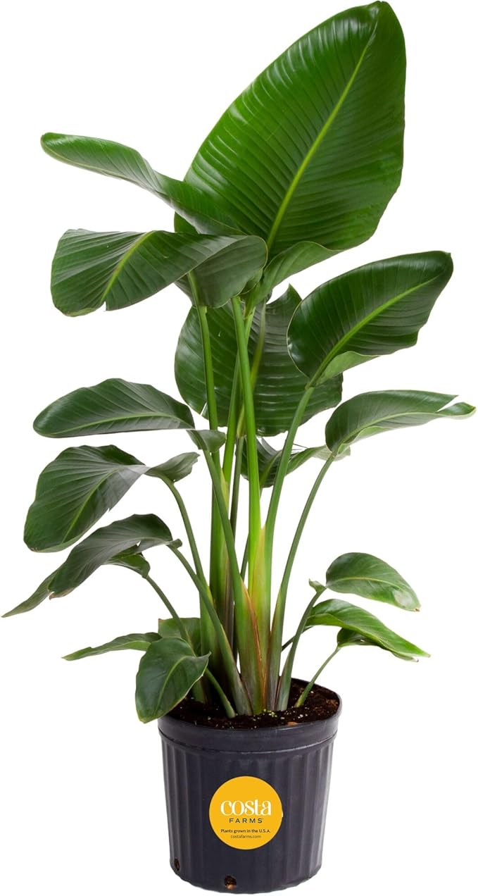 Costa Farms White Bird of Paradise Live Plant in Plastic Pot, Large Indoor Houseplant, Perfect for Home, Room, or Office Decor, Great House Warming or Birthday Gift, 2-3 Feet Tall