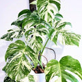 Philodendron Plant Live, Rare Tropical Variegated Live Indoor Houseplant for Home Office, 5-8" Tall, No Pot (Variegated Philodendron Monstera Constellation)