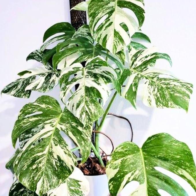 Philodendron Plant Live, Rare Tropical Variegated Live Indoor Houseplant for Home Office, 5-8" Tall, No Pot (Variegated Philodendron Monstera Constellation)