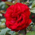 Heirloom Climbing Roses, Live Own Root Plant for Outdoor Garden, Dublin Bay®, Lightly Fragrant, Hardiness Zones 5-10, Continual Blooming