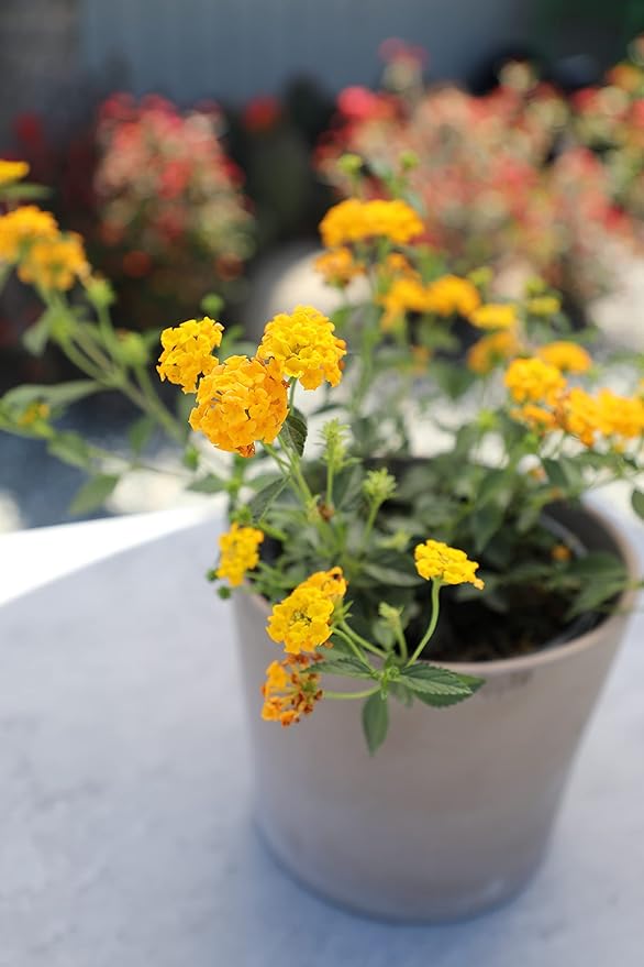 Multicolor Lantana Flowers (4 Pack), Easy Plant Care, Attracts Pollinators, Extended Bloom, Heat and Drought Tolerant, Real Flowers, Live Outdoor Flowering Plants