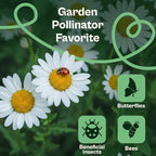 SVI 1000 Alaska Shasta Daisy Seeds (Leucanthemum) – White Daisy Flowers Seed Packets Bulk – Heirloom Wild Flowers, Perennial Flower Seeds for Indoor Garden & Outdoor Garden, Containers, Flower Beds
